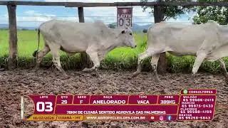 Lote 03