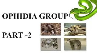 OPHIDIA GROUP (snake remedies) PART 2