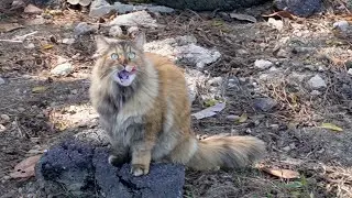 The most loyal cat in the world