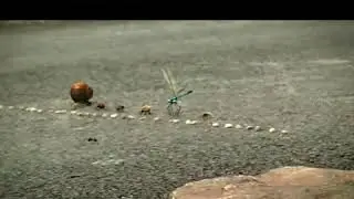 Intense Insect Race hahahahaha 🤣🤣🤣👀👀