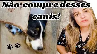 🚨Como evitar os canis clandestinos, e ajudar a reduzir os maus tratos de animais?🐾 #canil