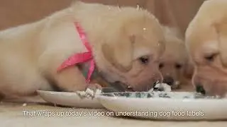 Decoding Dog Food Labels: Understanding What's in Your Dog's Bowl!