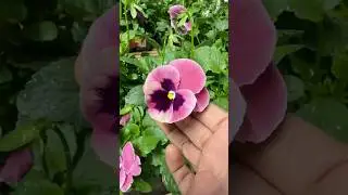 முகம் உள்ள 'Pansy' #tamil #gardening #flowers #shorts #youtubeshorts #shortvideo