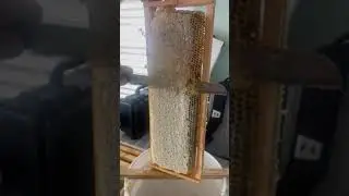 Cutting caps off frame to extract honey #honey #honeybee #shoplocal #bees #asmr #asmrsounds