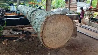Unbelievable Coconut Tree Sawing &ndash; The Hardest Palm Wood Ever Tested