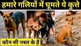 Indian dog breeds in hindi  | | देसी नस्ल के कुत्ते  | |  indian pariah dog  | | FACTS DIFFER