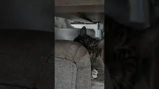 what ? Was ? 😼 funny Moments catsday Cats to watch Video Film Short reel katzenTV Katzen 🐈 Boss cute