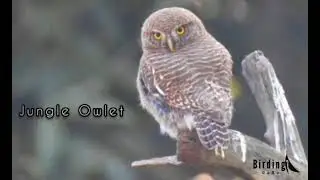 Birds of Uttarakhand With Sound #BirdingGuru