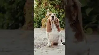 Hush Puppies - Walk Happy