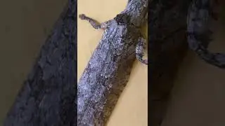 Camouflage #insects #wildlife #nature #documentary #wildlifedocumentary #camouflage #insect