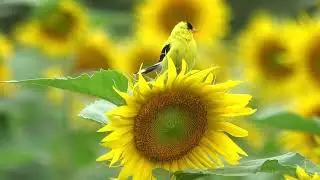 Goldfinch at the Sussex County  Sunflower Maze. Sandyston, NJ