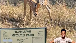 I visited hluhluwe–imfolozi park ( the oldest park in Africa )
