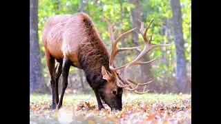 4K | Lone Elk Park, MO, USA - Nov 2019