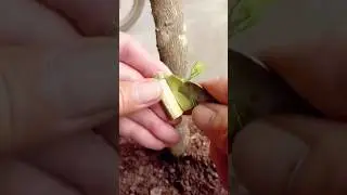 Easy and Simple Grafting Fruit trees / How to Graft Lemon , orange , Mango 🥭 #grafting #plants