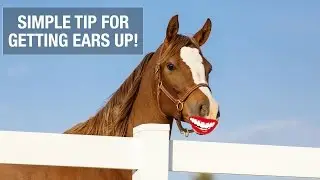 How to Get a Horse's Ears Up for Photos