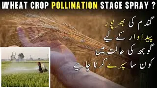 Wheat Crop Pollination Stage Spray/ Gandam Ki Zeyad Pedawar Lene K Liye Kon Sa Spray Krna Hai G Farm