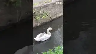 Swan mom lets babies hitch a ride on her back