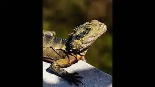 Australian Nature Photography Compilation - 2025 Recap
