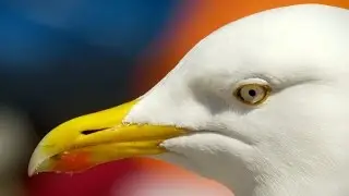 Would this seagull steal your sandwich? - Nature's Boldest Thieves: Preview - BBC