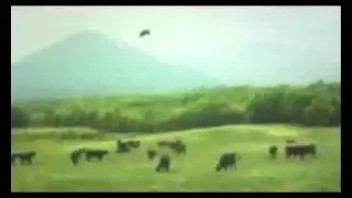 Cow Abduction w/ 