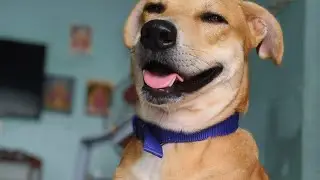 భూత దయ మంచిదే అయితే.....