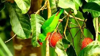 Philippine hanging parrot (Loriculus philippensis) #burung #birds #bird