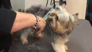 Nathalie trimt Yorky Cloe