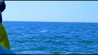Dolphin Adventure at Beach, Goa