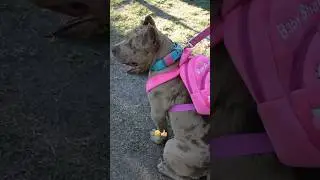 Acabando com a postura dela kkkk #pitmonster #pitbull #americanbully