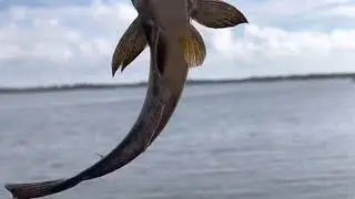 Jekyll Island Pier fishing 🏝