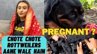 BIG NEWS REVEALED: Rottweiler Lady Ollie Pregnancy Confirmed | Chote Chote Rottweilers Aane Wale Hai