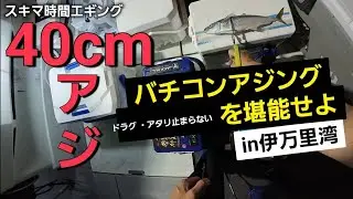 ドラグ鳴りっぱなし！アタリ連発！伊万里湾バチコンアジング。デカアジ連発！