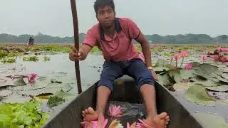 গলর বিল সাপলা ফুল বরা সেই অসাধারণ 