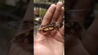 Fork-Leaf Sundew Vs Dragonfly | Drosera binata in action #carnivorousplants #drosera #pitcherplant
