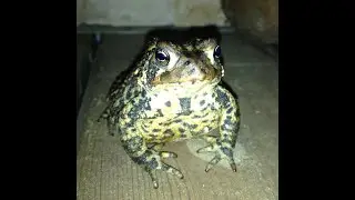 American Toad calling