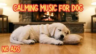 &ldquo;Relaxing Music for Dogs 🐾 12 Hours Calm Night | No Ads