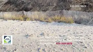 Temperature drop spikes cold-stun sea turtle rescues