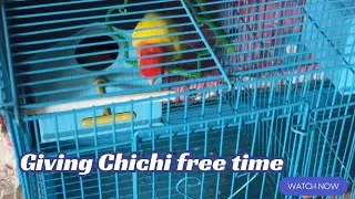 Giving Chichi free time and see what she does?