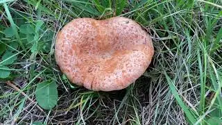 Lactarius deliciosus, October 9, 2022