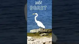 Great White Egret Eating Fish #Shorts