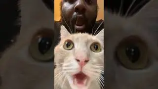 Oh Jesus… #cat #catproblems #catfunny #funny #cattime #comedy #catstime
