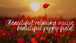 Beautiful relaxing music in poppy fields
