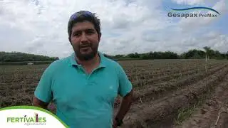 Herbicida preemergente en caña de azúcar