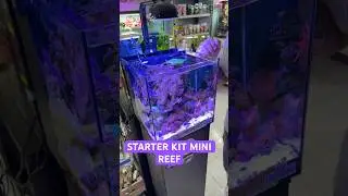 STARTER KIT MINI REEF 🪸🐠 #nanoreef #reeftank