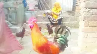 🐓🦆গৃহিণীথেকে লাখপতি উদ্যোক্তা,গ্রামের গৃহিণীহয়ে অল্পপুঁজিতে দেশিমুরগির খামারকরে লাভবান,শাবানারখামার