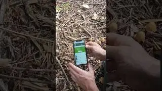 MUSHROOM iNat Observation Demo PART 1 (w/ Thomas Patterson)