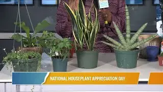 National Houseplant Appreciation Day | River City Live