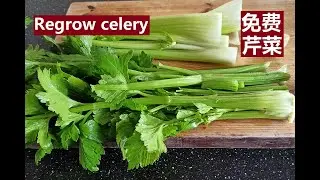 芹菜 | 谁都可以种的免费芹菜 Grow your own free celery