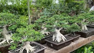 BONSAI PRICE REVIEW 082142421986