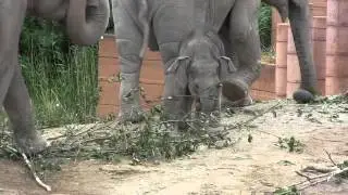 Copenhagen Zoo 2013 - Baby elephant Khao Sok